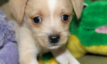 Want to adopt a pet? Here are 6 cuddly canines to adopt now in Miami