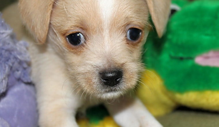 Want to adopt a pet? Here are 6 cuddly canines to adopt now in Miami