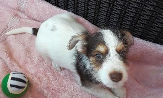Looking to adopt a pet? Here are 3 perfect puppies to adopt now in Indianapolis