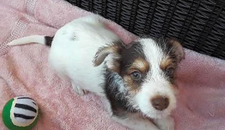 Looking to adopt a pet? Here are 3 perfect puppies to adopt now in Indianapolis