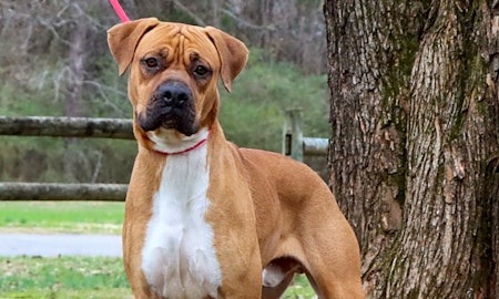 Looking to adopt a pet? Here are 7 cuddly canines to adopt now in Nashville