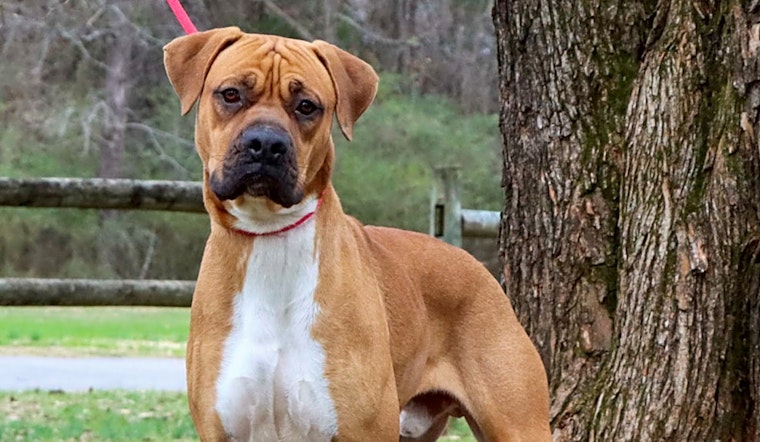 Looking to adopt a pet? Here are 7 cuddly canines to adopt now in Nashville