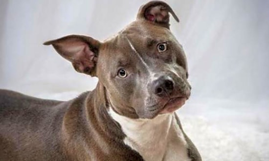Looking to adopt a pet? Here are 7 delightful doggies to adopt now in Minneapolis