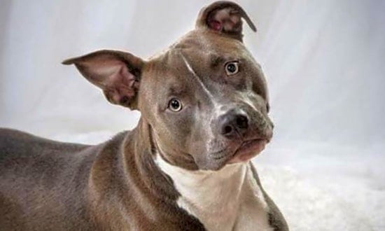 Looking to adopt a pet? Here are 7 delightful doggies to adopt now in Minneapolis