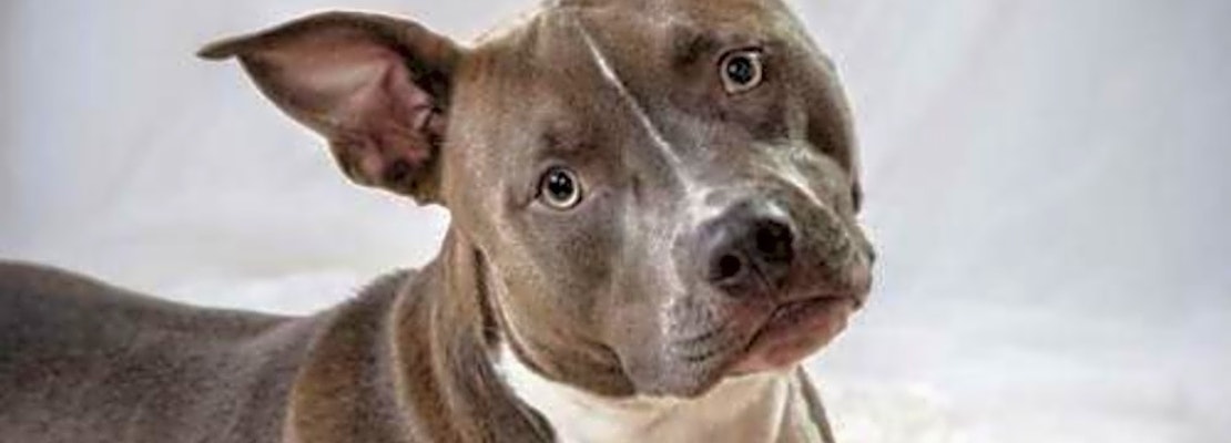 Looking to adopt a pet? Here are 7 delightful doggies to adopt now in Minneapolis