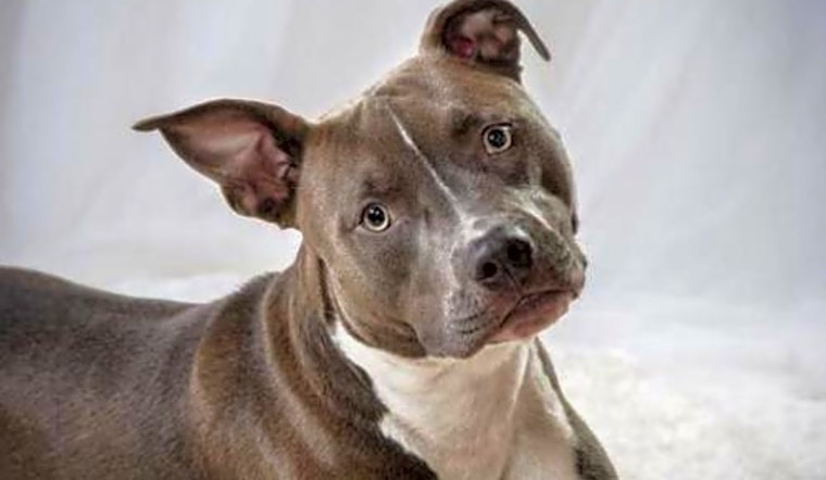 Looking to adopt a pet? Here are 7 delightful doggies to adopt now in Minneapolis