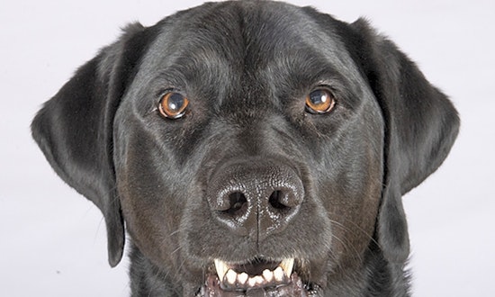 4 lovable pups to adopt now in Chicago