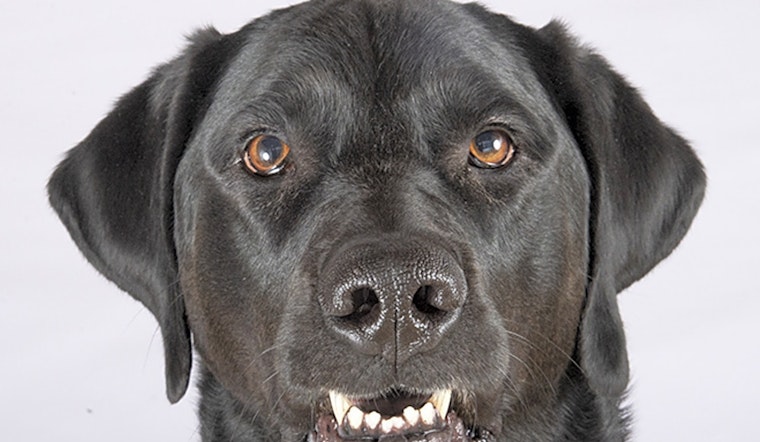 4 lovable pups to adopt now in Chicago