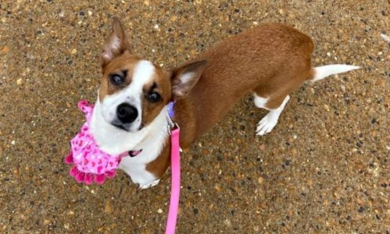 These St. Louis-based doggies are up for adoption and in need of a good home