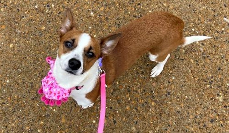 These St. Louis-based doggies are up for adoption and in need of a good home