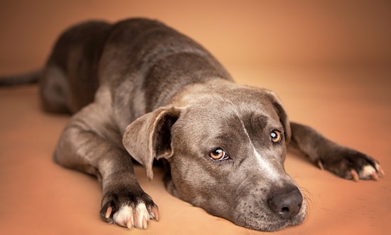 Looking to adopt a pet? Here are 6 delightful doggies to adopt now in Houston