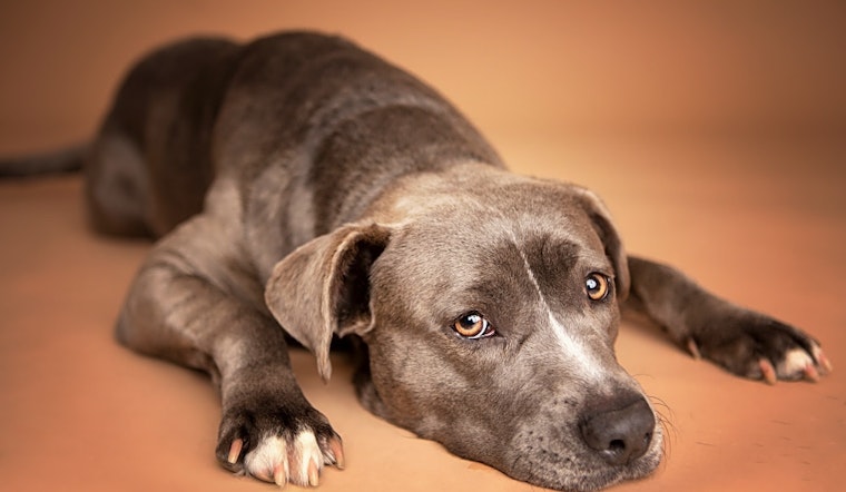 Looking to adopt a pet? Here are 6 delightful doggies to adopt now in Houston