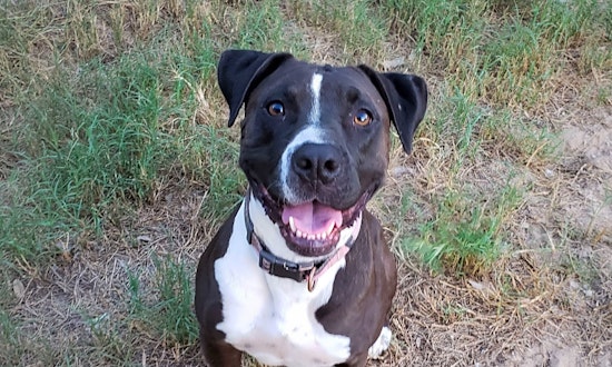 These San Antonio-based canines are up for adoption and in need of a good home