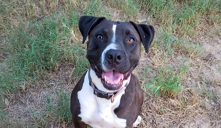 These San Antonio-based canines are up for adoption and in need of a good home