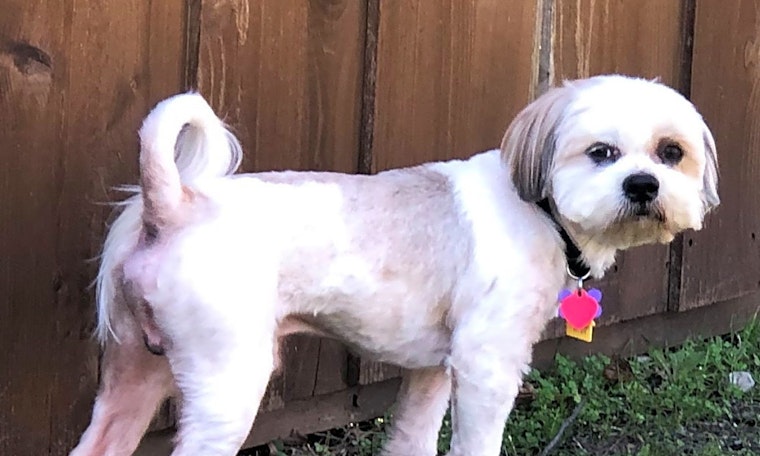 These Plano-based dogs are up for adoption and in need of a good home