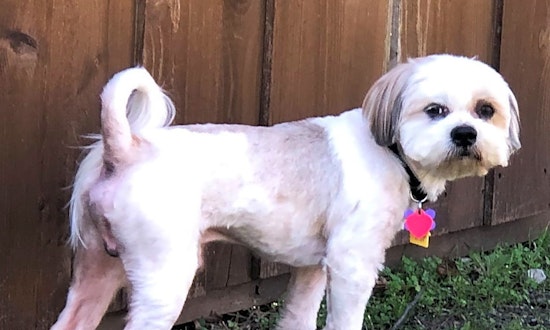 These Plano-based dogs are up for adoption and in need of a good home