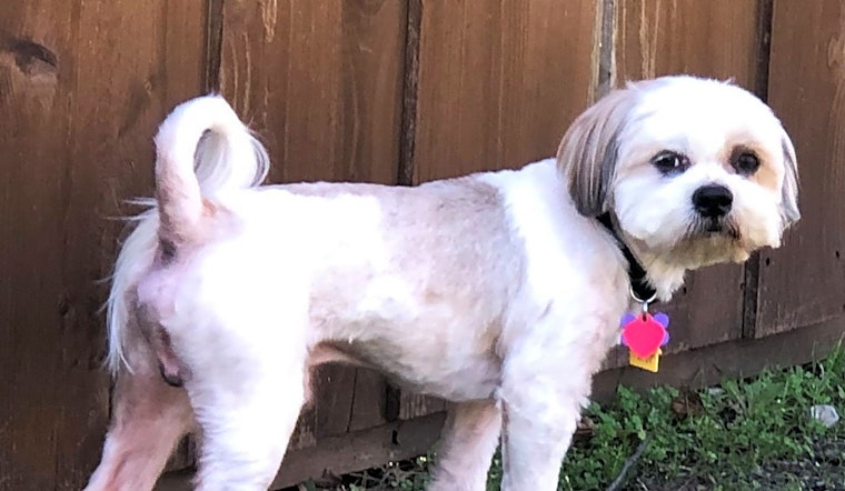 These Plano-based dogs are up for adoption and in need of a good home