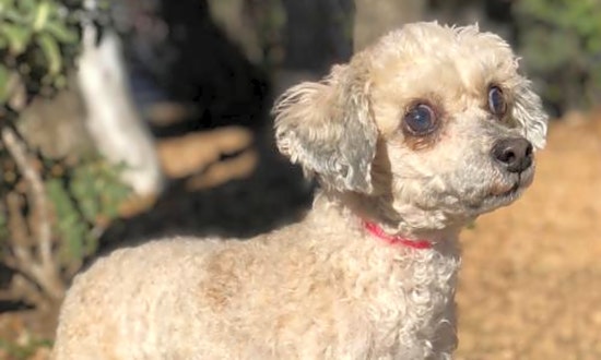 These Austin-based canines are up for adoption and in need of a good home