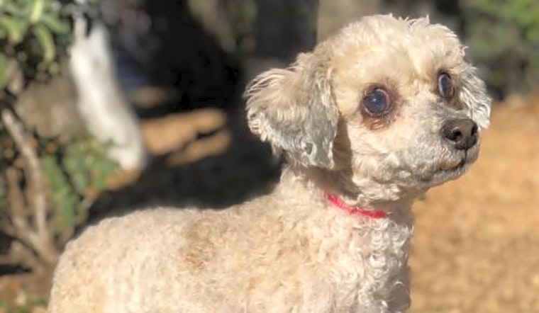 These Austin-based canines are up for adoption and in need of a good home