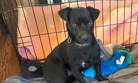 Looking to adopt a pet? Here are 4 cuddly canines to adopt now in Aurora
