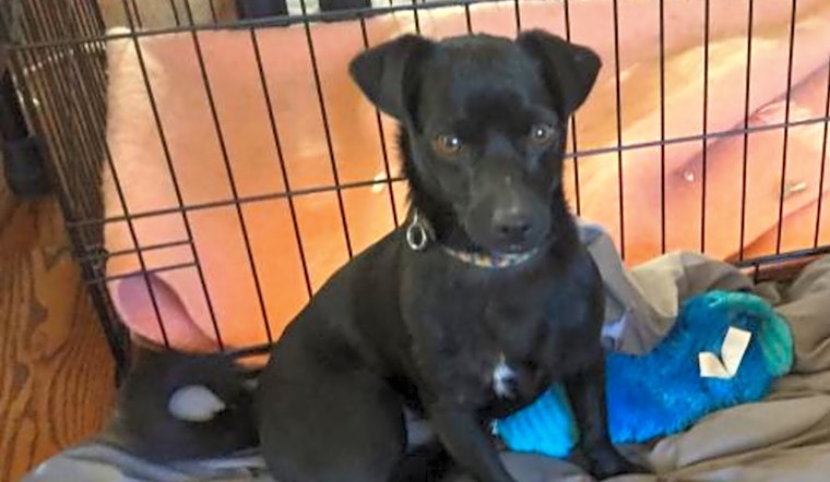 Looking to adopt a pet? Here are 4 cuddly canines to adopt now in Aurora