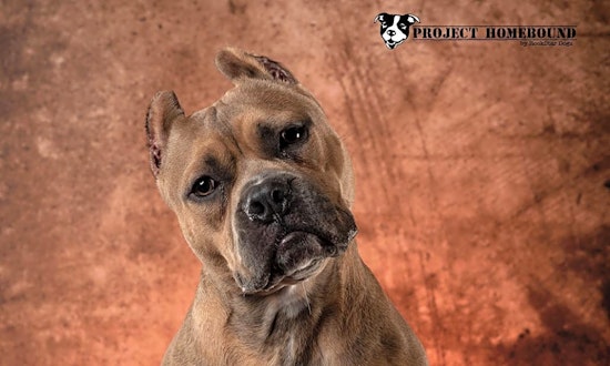 7 delightful doggies to adopt now in Las Vegas