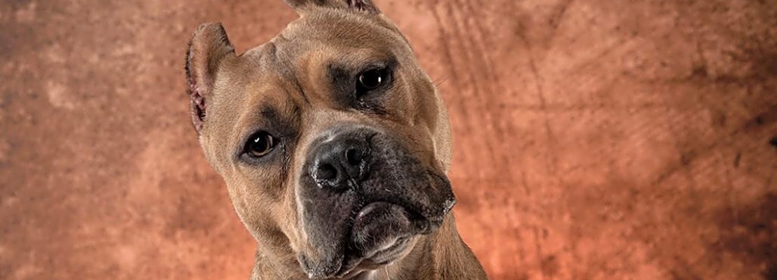7 delightful doggies to adopt now in Las Vegas