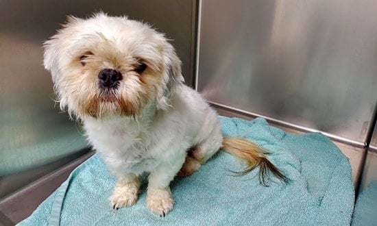 Want to adopt a pet? Here are 7 delightful doggies to adopt now in Phoenix