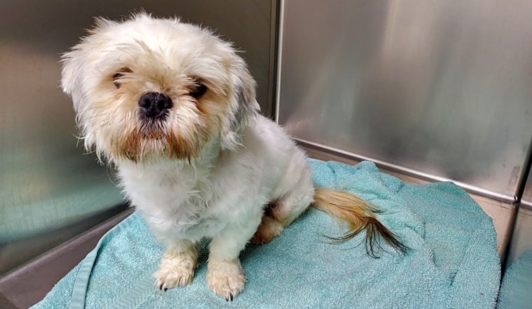 Want to adopt a pet? Here are 7 delightful doggies to adopt now in Phoenix