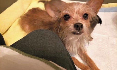 Looking to adopt a pet? Here are 4 lovable pups to adopt now in Mesa