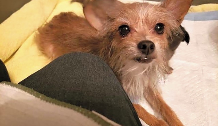 Looking to adopt a pet? Here are 4 lovable pups to adopt now in Mesa