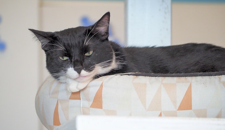 7 cool kitties to adopt now in Los Angeles