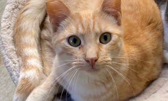 5 furry felines to adopt now in Long Beach