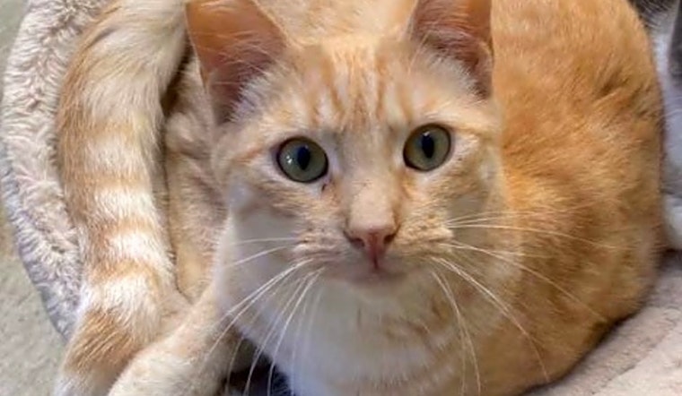 5 furry felines to adopt now in Long Beach