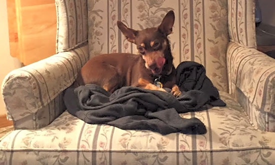 7 delightful doggies up for adoption in Santa Ana