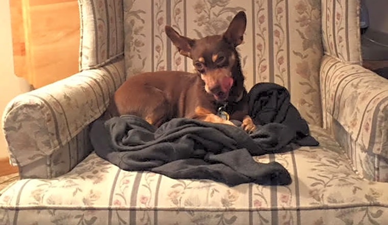 7 delightful doggies up for adoption in Santa Ana