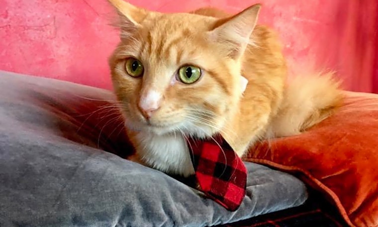 7 cool kitties to adopt now in San Francisco