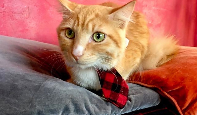 7 cool kitties to adopt now in San Francisco