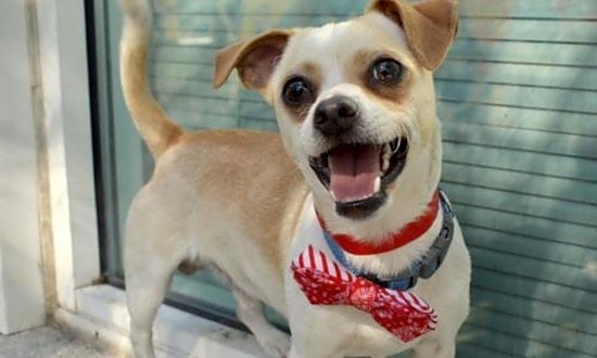 Looking to adopt a pet? Here are 6 cuddly canines to adopt now in Oakland