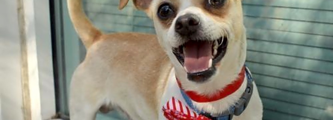 Looking to adopt a pet? Here are 6 cuddly canines to adopt now in Oakland