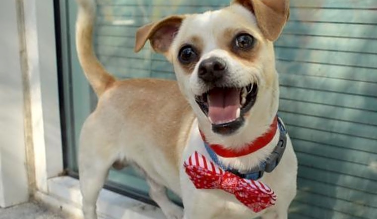 Looking to adopt a pet? Here are 6 cuddly canines to adopt now in Oakland