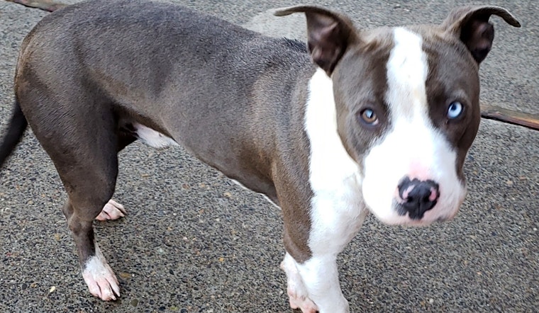 These Portland-based doggies are up for adoption and in need of a good home