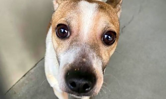 These Seattle-based pups are up for adoption and in need of a good home