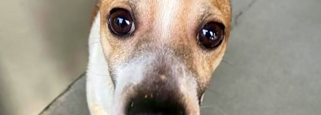 These Seattle-based pups are up for adoption and in need of a good home