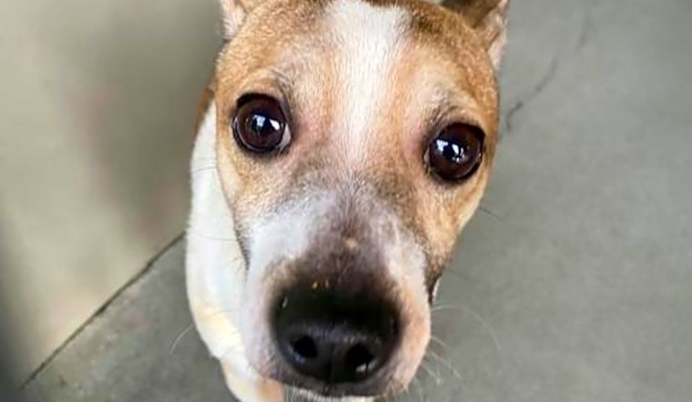 These Seattle-based pups are up for adoption and in need of a good home