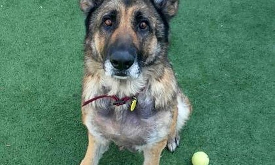 These Sacramento-based pups are up for adoption and in need of a good home