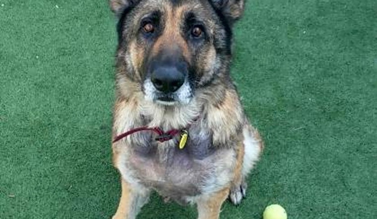 These Sacramento-based pups are up for adoption and in need of a good home