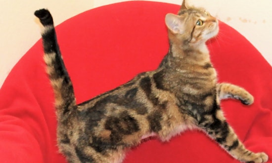 Looking to adopt a pet? Here are 3 lovable kitties to adopt now in Stockton