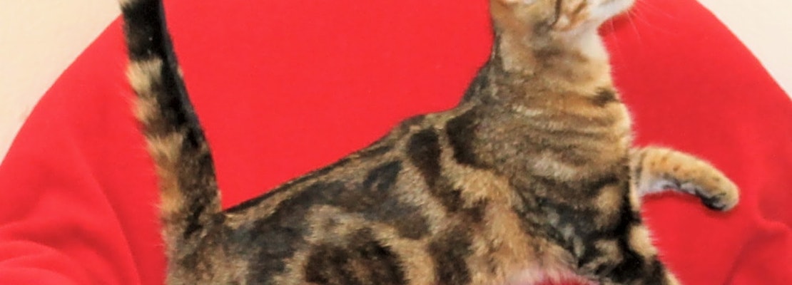 Looking to adopt a pet? Here are 3 lovable kitties to adopt now in Stockton