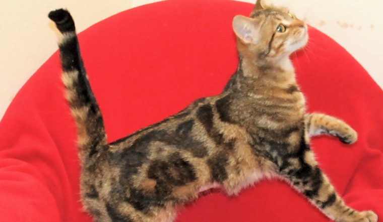 Looking to adopt a pet? Here are 3 lovable kitties to adopt now in Stockton